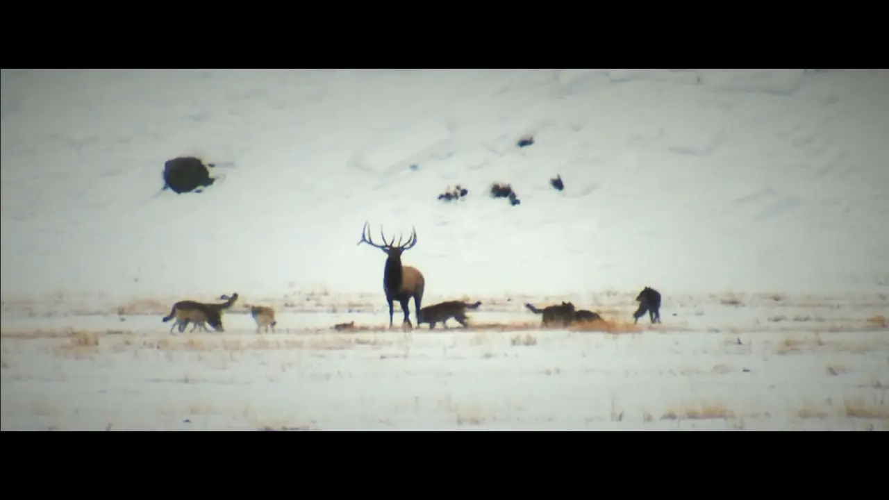 Blood in the Snow (2025): Uma Farsa Found-Footage Bobalhona que Escorrega no Próprio Gore 1 blood in the snow